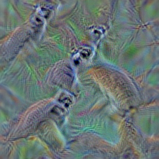 n02497673 Madagascar cat, ring-tailed lemur, Lemur catta